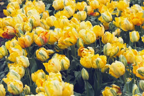 Célèbres Champs Fleurs Hollandais Pendant Floraison Rangées Tulipes Jaunes Pays — Photo
