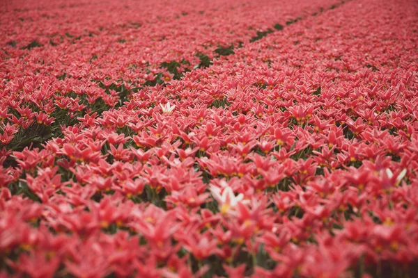 Beroemde Nederlandse Bloembollenvelden Tijdens Bloei Rijen Van Rode Tulpen Nederland — Stockfoto