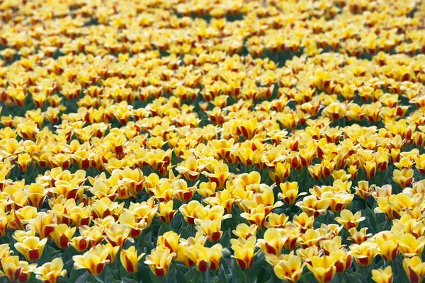 Berühmte Holländische Blumenfelder Während Der Blüte Reihen Von Gelben Tulpen — Stockfoto