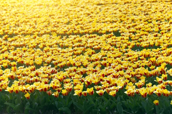 Famous Dutch Flower Fields Flowering Rows Yellow Tulips Netherland — Stock Photo, Image