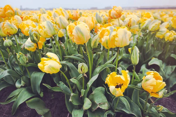 Célèbres Champs Fleurs Hollandais Pendant Floraison Rangées Tulipes Jaunes Pays — Photo
