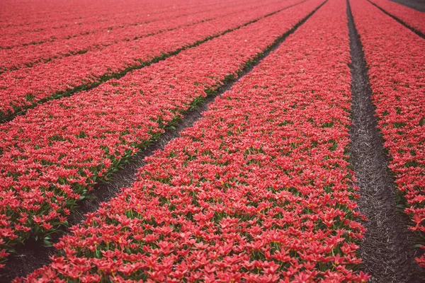Çiçekli Kırmızı Lale Satırlarının Sırasında Ünlü Hollandalı Çiçek Alanları Hollanda — Stok fotoğraf