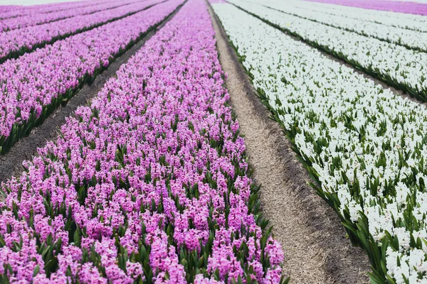 Beroemde Nederlandse Bloembollenvelden Tijdens Bloei Rijen Van Kleurrijke Hyacint — Stockfoto