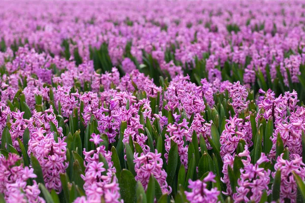 Çiçekli Pembe Sümbül Satırlarının Sırasında Ünlü Hollandalı Çiçek Alanları Hollanda — Stok fotoğraf
