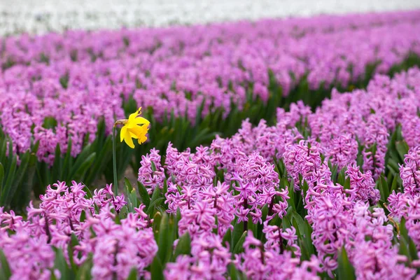 Beroemde Nederlandse Bloembollenvelden Tijdens Bloei Rijen Van Kleurrijke Hyacinten Nederland — Stockfoto