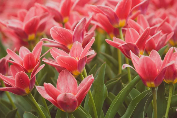 Célèbres Champs Fleurs Hollandais Pendant Floraison Rangées Tulipes Rouges Pays — Photo