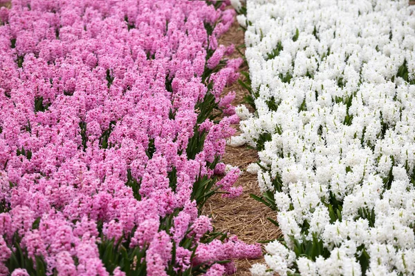 Çiçekli Renkli Sümbül Satırlarının Sırasında Ünlü Hollandalı Çiçek Alanları Hollanda — Stok fotoğraf