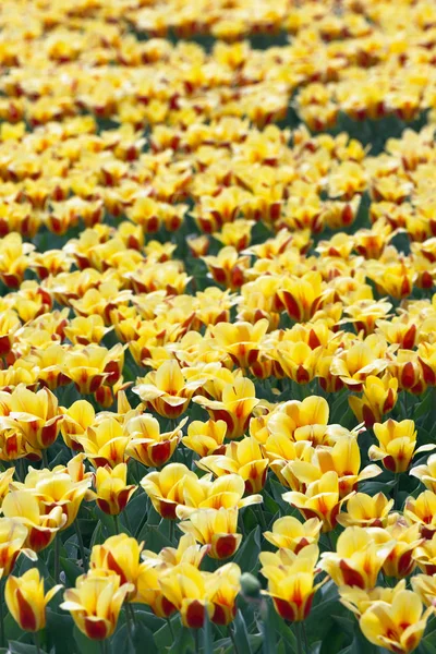 Beroemde Nederlandse Bloembollenvelden Tijdens Bloei Rijen Met Gele Tulpen Nederland — Stockfoto