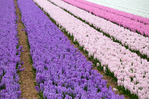 Çiçekli Renkli Sümbül Satırlarının Sırasında Ünlü Hollandalı Çiçek Alanları Hollanda — Stok fotoğraf