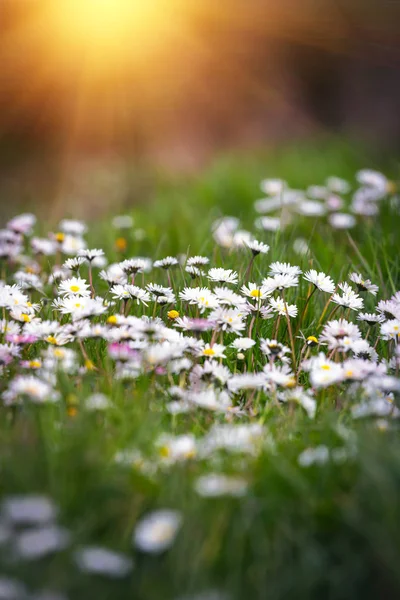 Printemps Beau Bellis Blanc Sur Loi — Photo