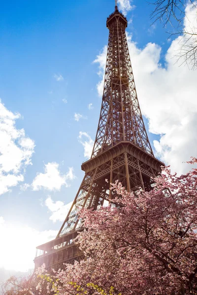 Blossoming Magnolia Background Eiffel Towe — Stock Photo, Image