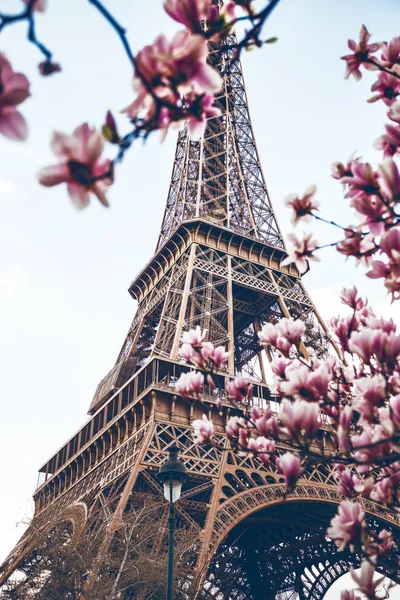 Blossoming Magnolia Background Eiffel Towe — Stock Photo, Image