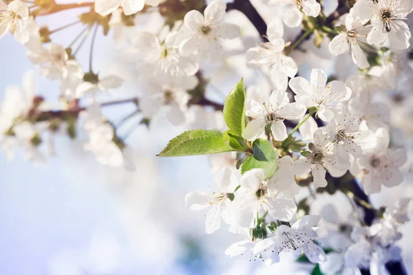 Primavera Árbol Floreciente Albaricoque Primer Plano Cielo Fondo — Foto de Stock