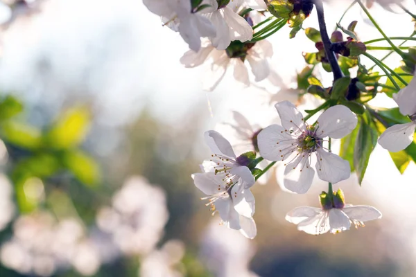 Printemps Arbre Fleurs Abricot Gros Plan Dans Coucher Soleil Doux — Photo