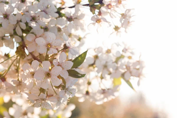 Весна Цветущее Дерево Абрикосовое Крупным Планом Закате Мягкое Освещение — стоковое фото