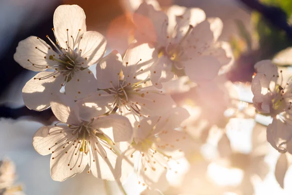 开花的树杏子特写镜头在日落软 Ligh — 图库照片