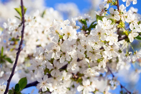 Spring Flowering Tree Apricot Close Seup Sky Backgroun — стоковое фото