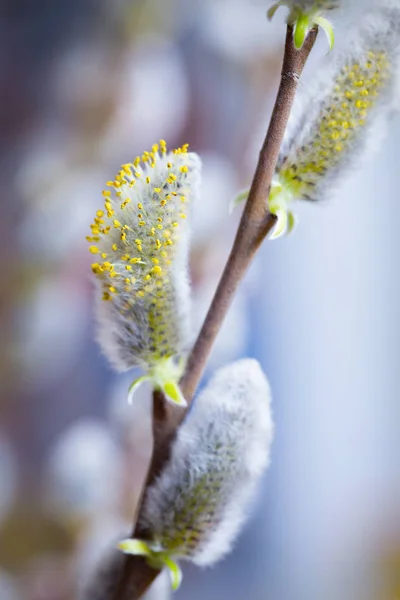 Tree Branch Buds Background Sprin — Stock Photo, Image