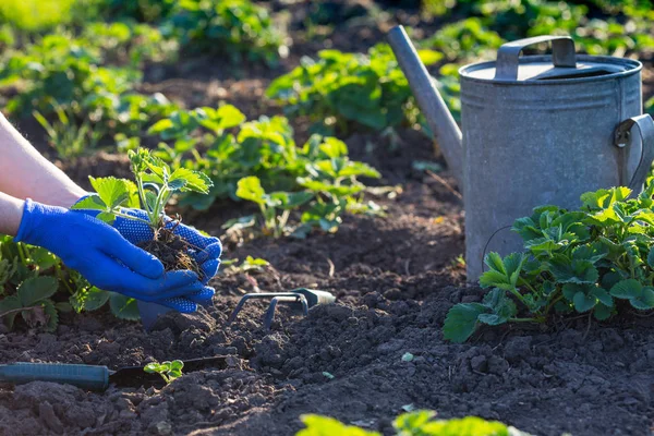 Aardbeien Planten Tuin Handen Met Een Zaailing Drenken Kan Schep — Stockfoto