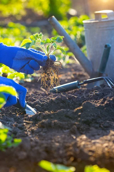 Planting Strawberries Garden Hands Holding Seedling Watering Can Shovel Backgroun — Stock Photo, Image
