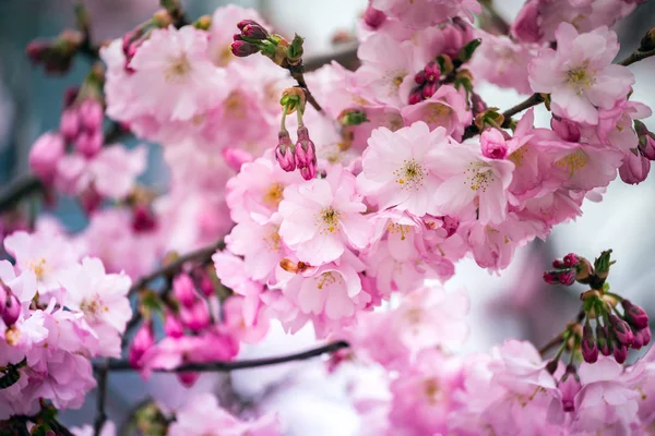 Teneri Fiori Ciliegio Rosa Sakura Giappone — Foto Stock