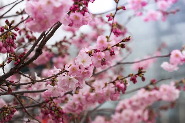 Fleurs Cerisier Rose Tendre Sakura Japon — Photo