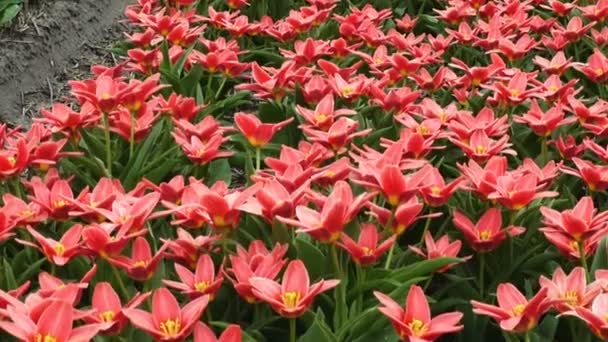 Voorjaarsbloemenveld Bij Nederland — Stockvideo