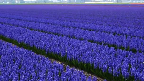 Jarní Květinové Pole Nizozemsku — Stock video