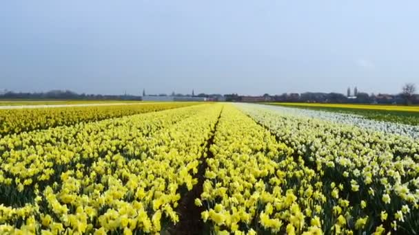 Frühlingsblumenfeld Den Niederlanden — Stockvideo