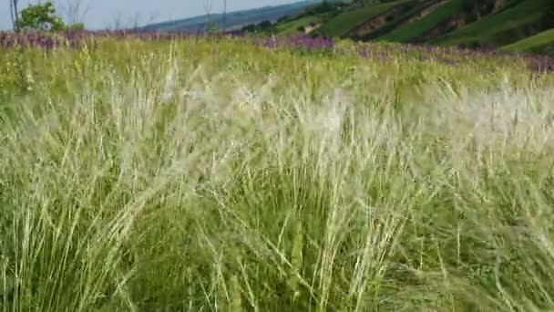 Grassland Wind Sunset Time — Stock Video