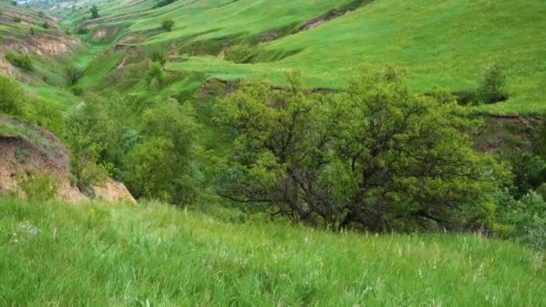 Панорама Зеленої Трави Ущелині Сонячний День — стокове відео