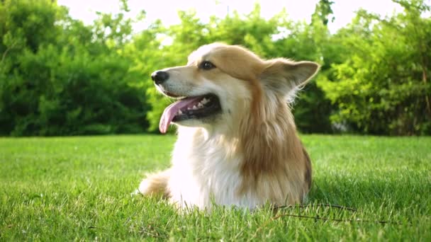 緑の草の上に横たわっている面白いウェールズコーギーふわふわ犬 — ストック動画