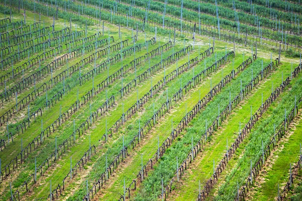 Vigneti Sulle Colline Toscane Primavera Primo Piano Ital — Foto Stock