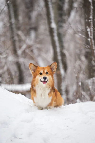 Corgi Puszysty Pies Świeżym Powietrzu Zamknij Portret Śniegu Chodzenie Winie — Zdjęcie stockowe