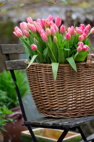 Cesto Con Tulipani Rosa Giardino Famoso Simbolo Dei Paesi Bassi — Foto Stock