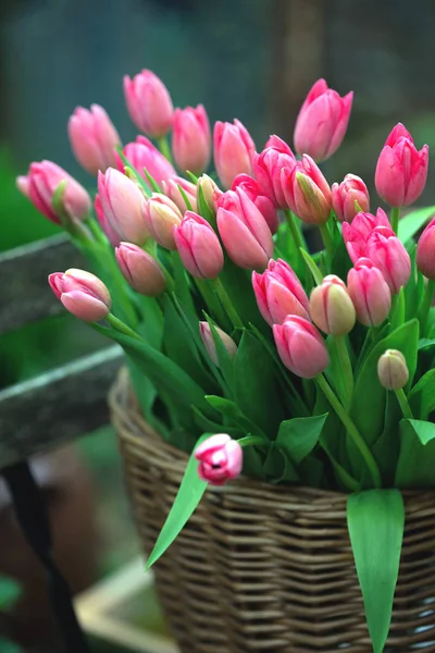 Cesto Con Tulipani Rosa Famoso Simbolo Dei Paesi Bassi Amsterda — Foto Stock