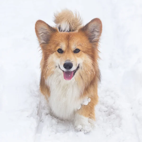科奇毛茸茸的狗在户外 在雪地上合上肖像画 在温特散步 — 图库照片