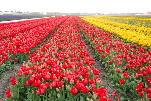 Slavné Holandské Květinové Pole Během Kvetení Řádky Červené Žluté Tulipány — Stock fotografie