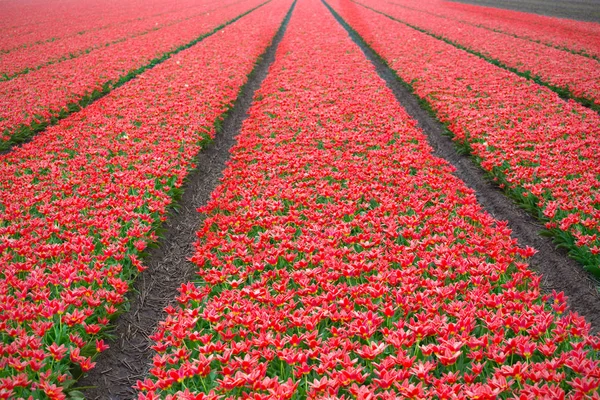 Beroemde Nederlandse Bloembollenvelden Tijdens Bloei Rijen Van Rode Tulpen Nederland — Stockfoto