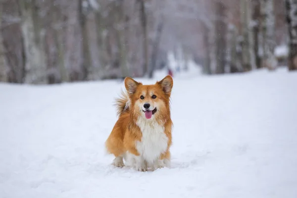 Corgi Puszysty Pies Świeżym Powietrzu Zamknij Portret Śniegu Chodzenie Winie — Zdjęcie stockowe