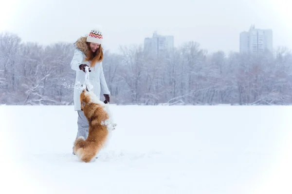 Chien Corgi Moelleux Son Propriétaire Jouer Sur Une Promenade Hiver — Photo