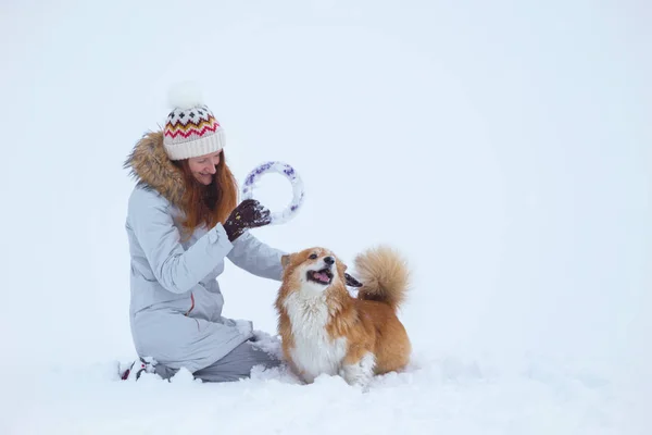 Dog Corgi Fluffy His Owner Playing Winter Walk Outdoo — Stock Photo, Image