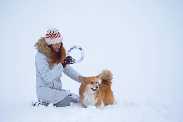 Dog Corgi Fluffy His Owner Playing Winter Walk Outdoo — Stock Photo, Image
