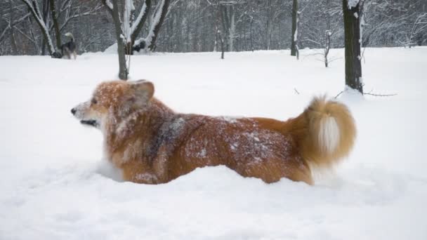 在降雪期间 科尔吉蓬松躺在雪地上 — 图库视频影像