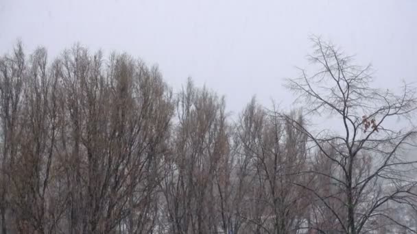 Harter Schnee Fällt Auf Baumstämme Park — Stockvideo