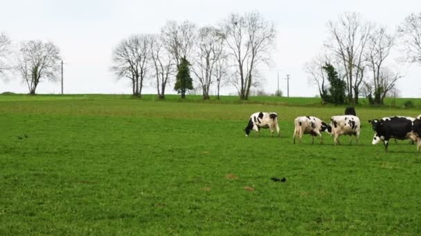 Vacas Blancas Negras Pastizal Verde — Vídeos de Stock