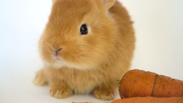 Red Rabbit Carrot Sitting White Background — Stock Video