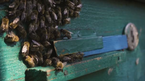 Abejas Volando Dentro Fuera Colmena Vista Cerca — Vídeo de stock