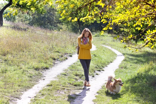 Training Girl Dog Corgi Walking Par — стоковое фото