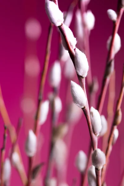 Primavera Brilhante Positiva Ramo Árvore Com Botões Backgroun Rosa — Fotografia de Stock